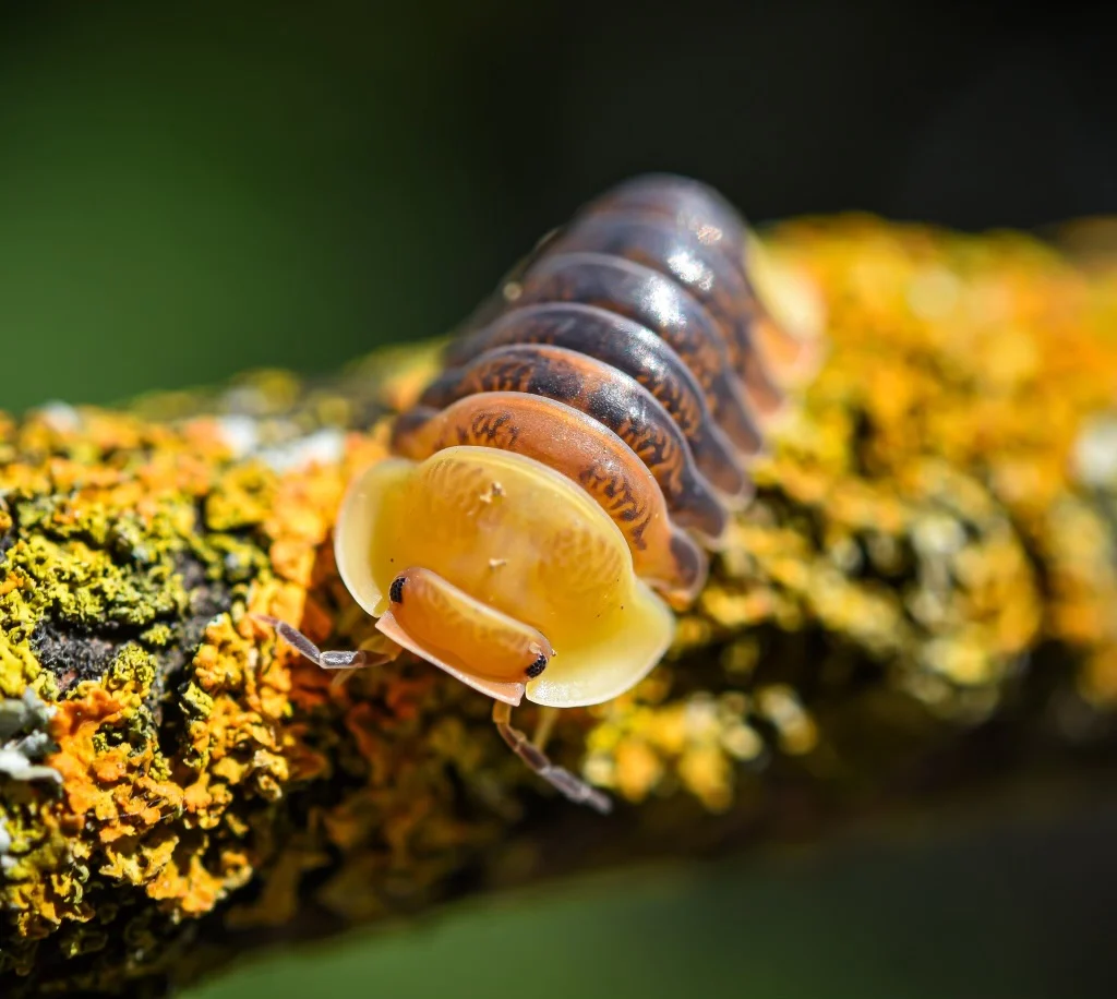Discover Tiny Wonders Underground
